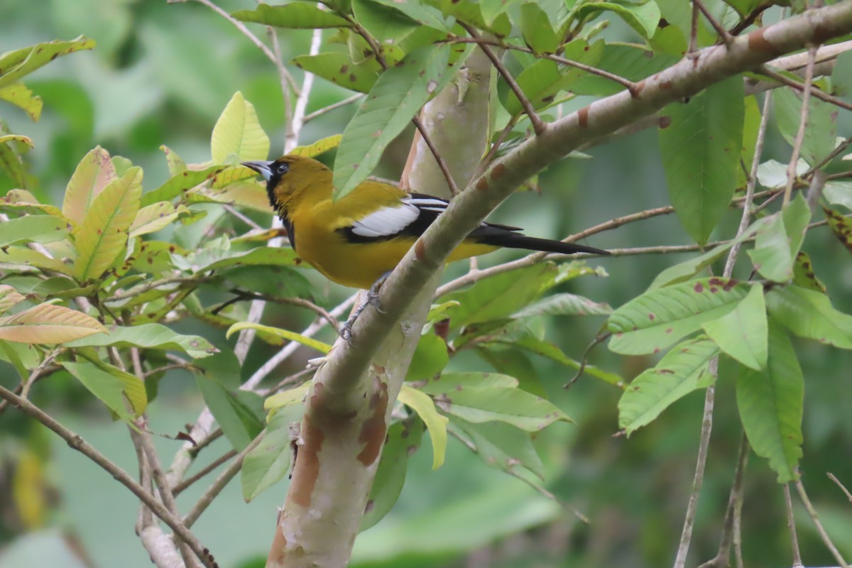 Jamaican Oriole - ML612501790