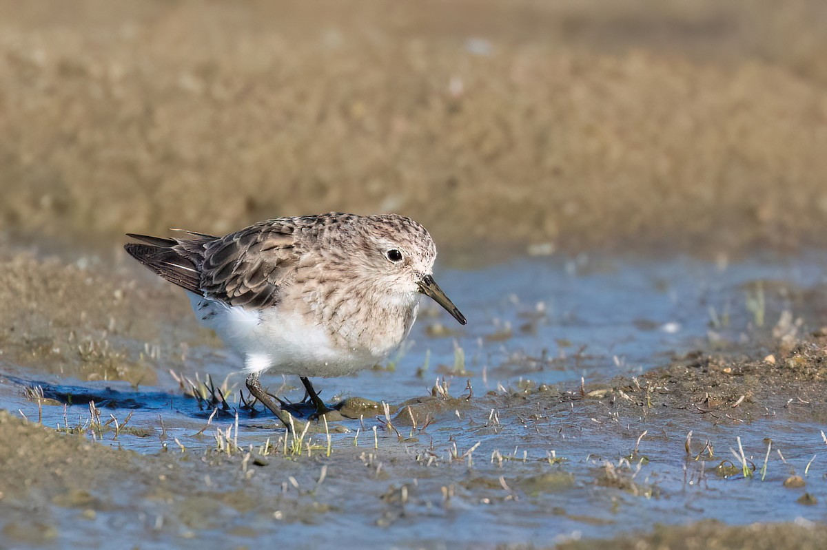 Baird's Sandpiper - ML612501803