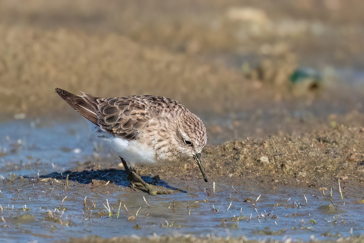 Baird's Sandpiper - ML612501805