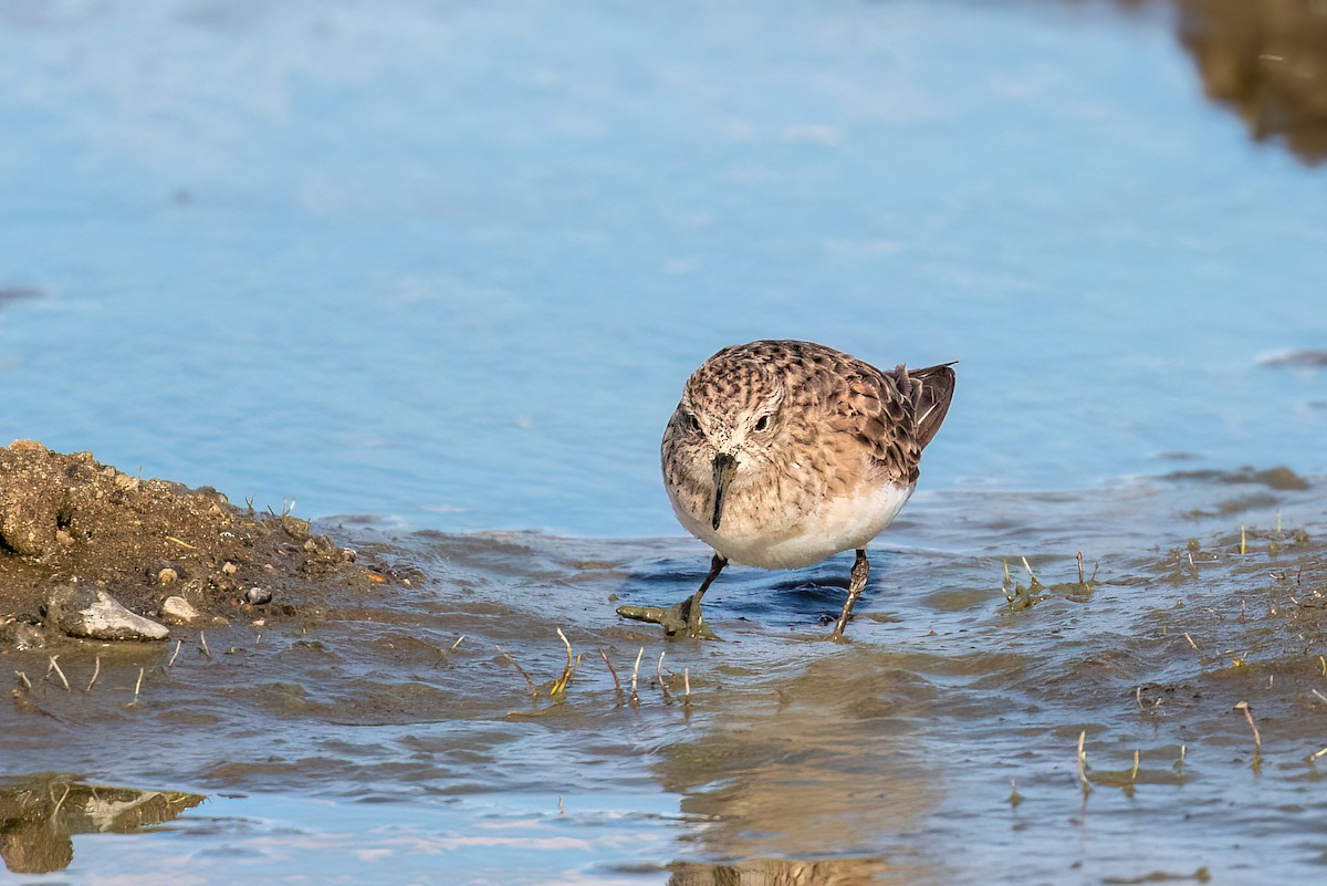 Baird's Sandpiper - ML612501806