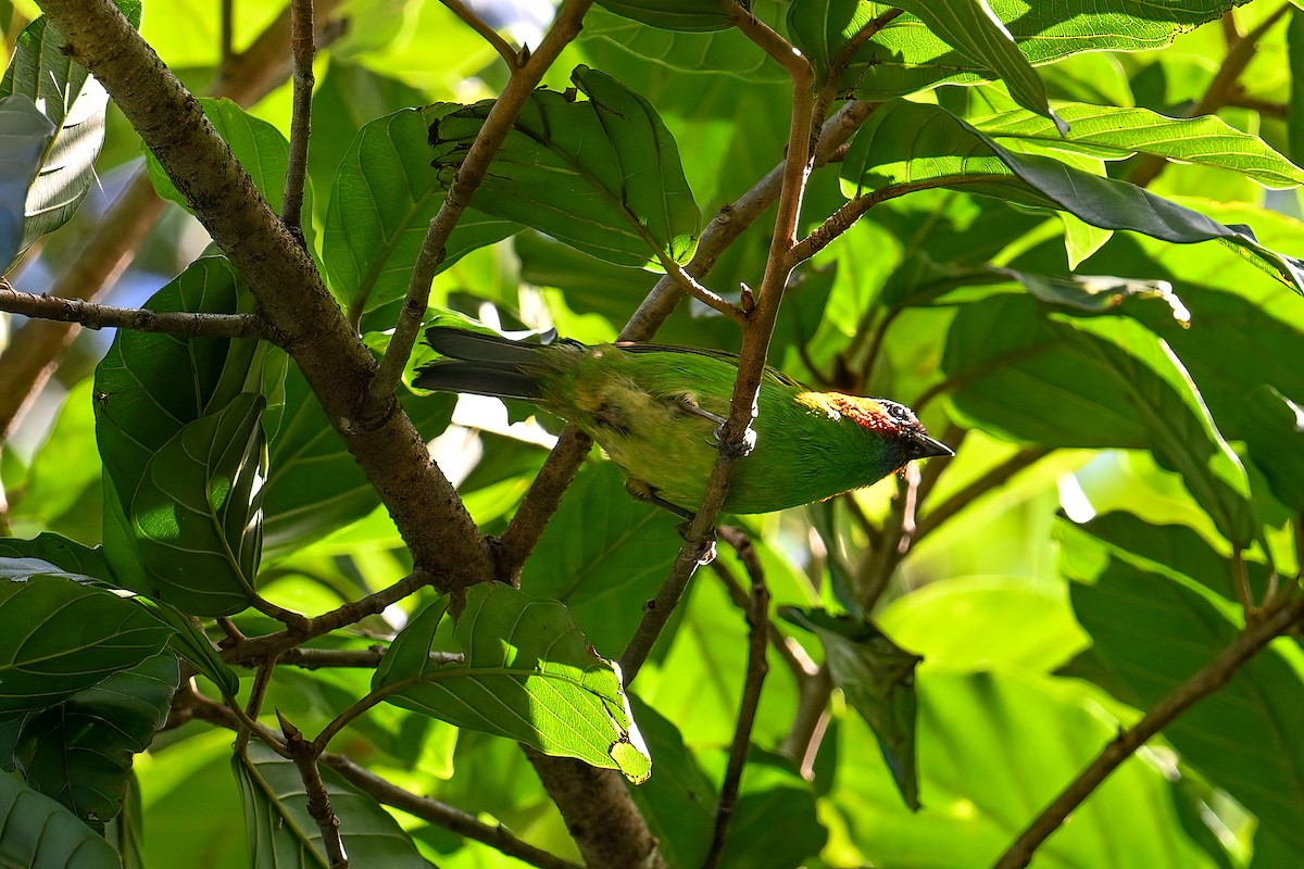 Red-necked Tanager - Tony Ducks