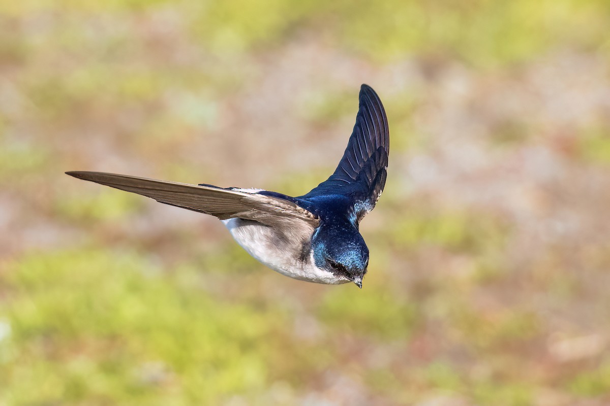 Chilean Swallow - ML612501825
