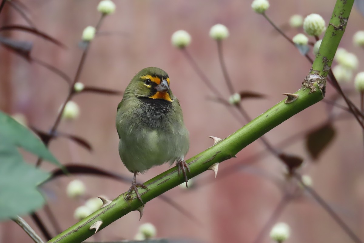 Yellow-faced Grassquit - ML612501832