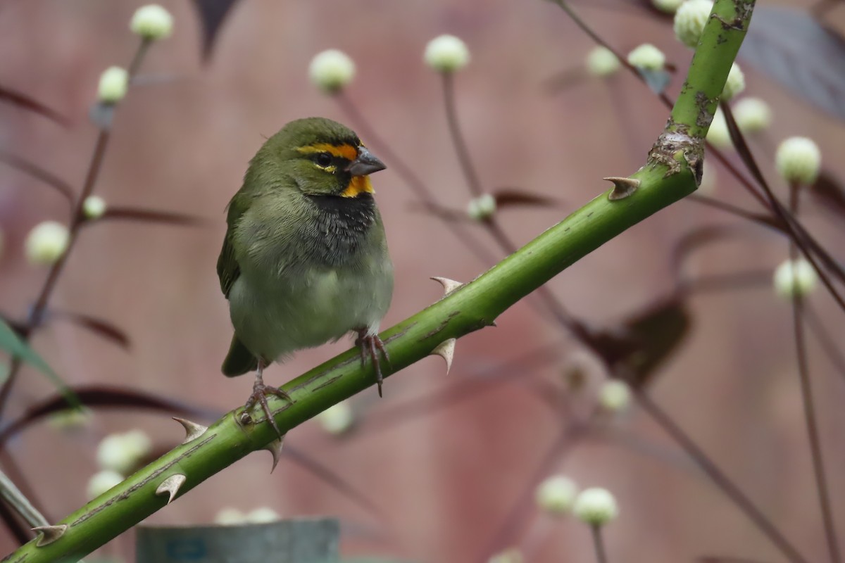 Yellow-faced Grassquit - ML612501840