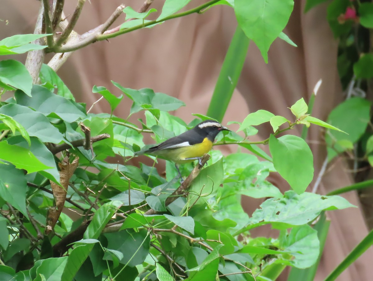 Bananaquit - ML612501885