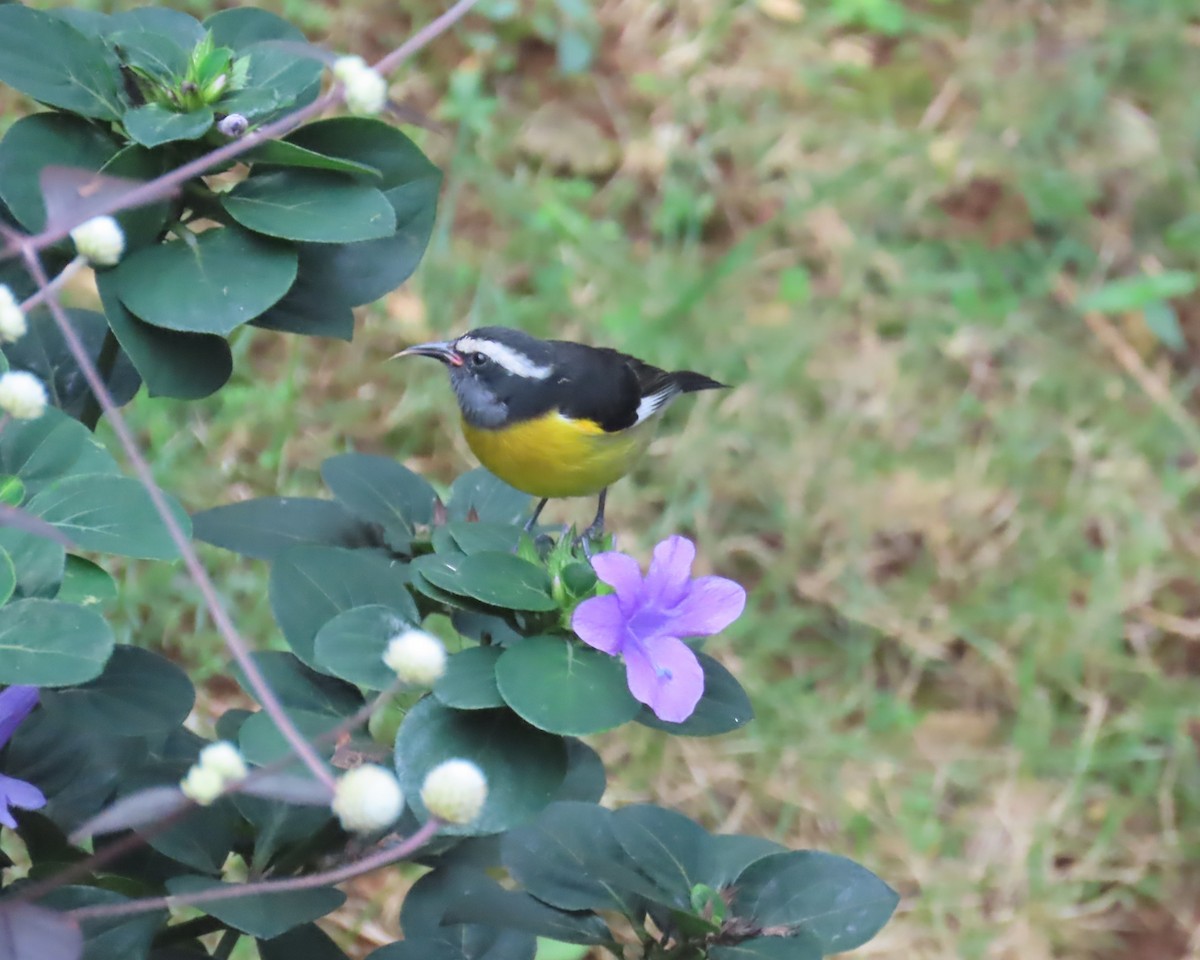 Bananaquit - ML612501910