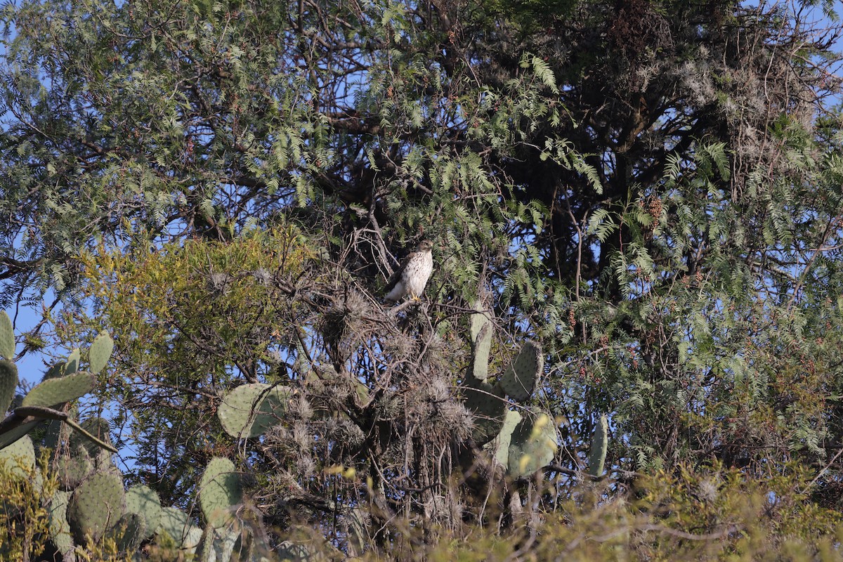 Cooper's Hawk - ML612501914