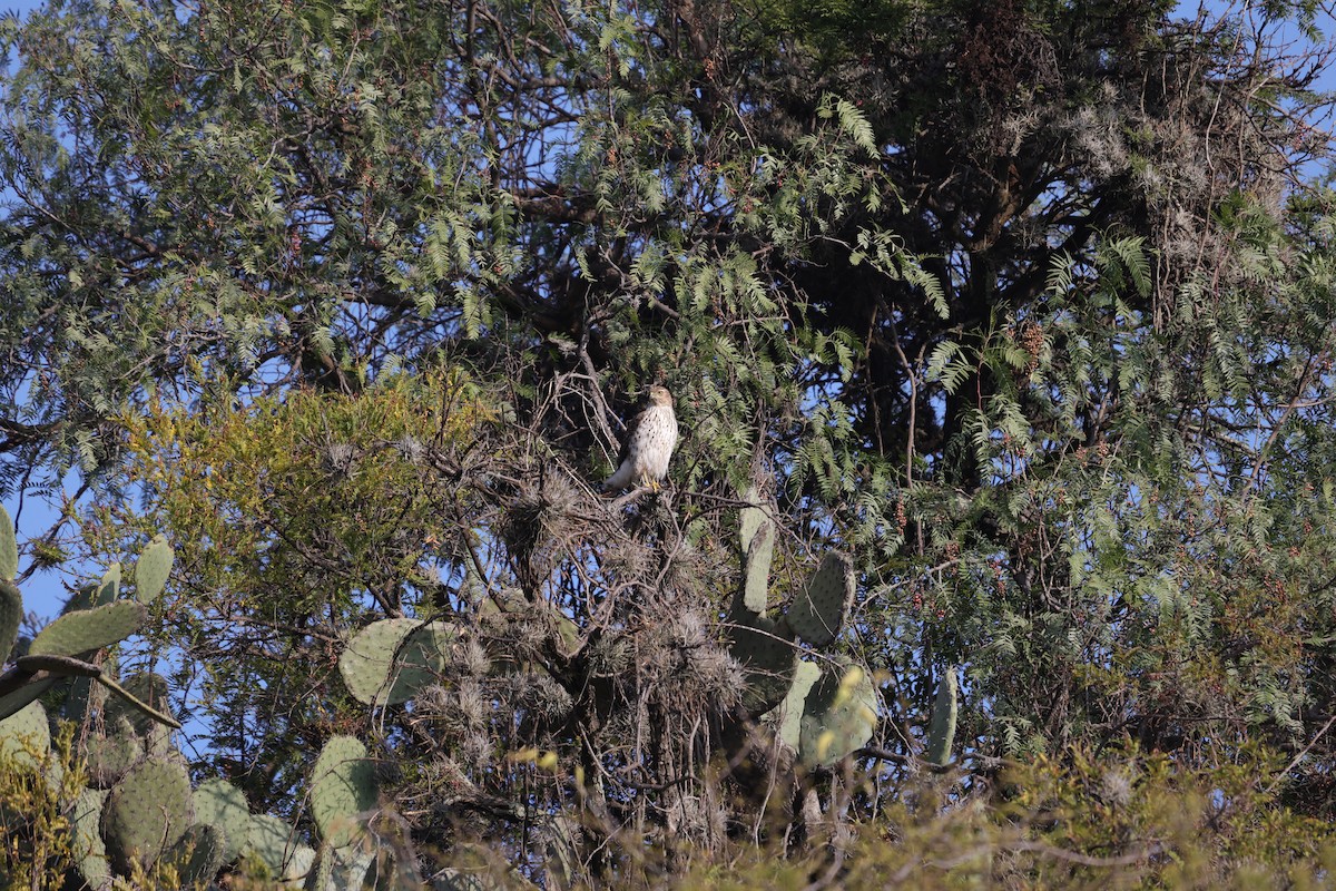 Cooper's Hawk - ML612501916