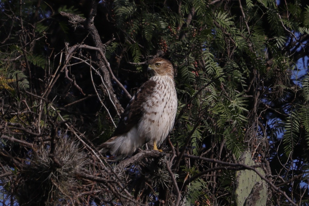 Cooper's Hawk - ML612501939