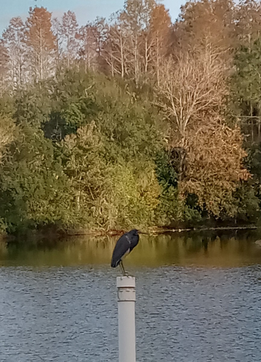 Tricolored Heron - ML612501956