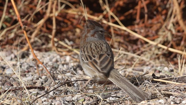 Rufous-winged Sparrow - ML612501974