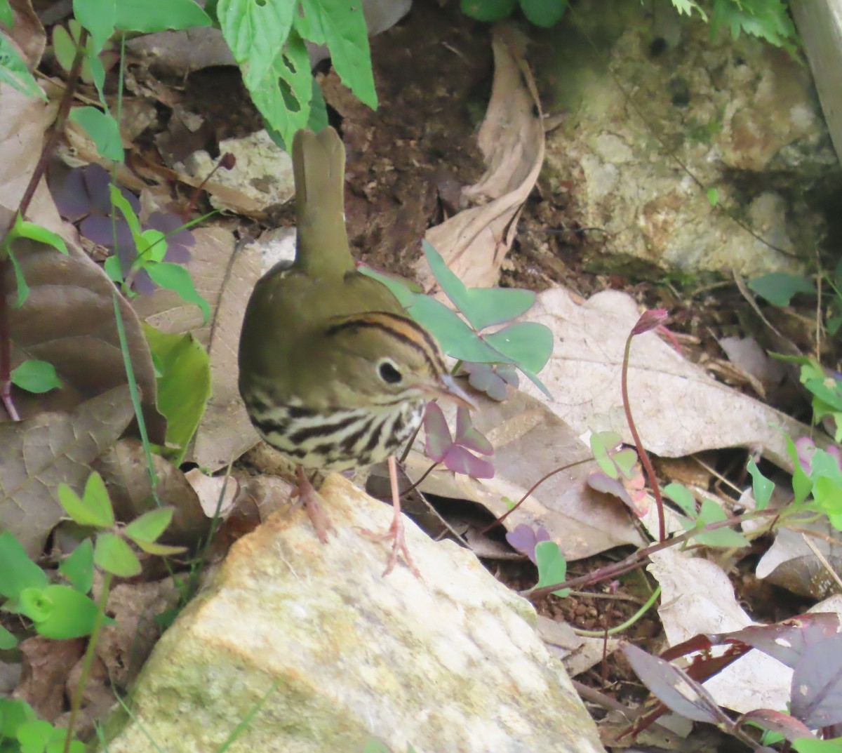 Ovenbird - ML612501977