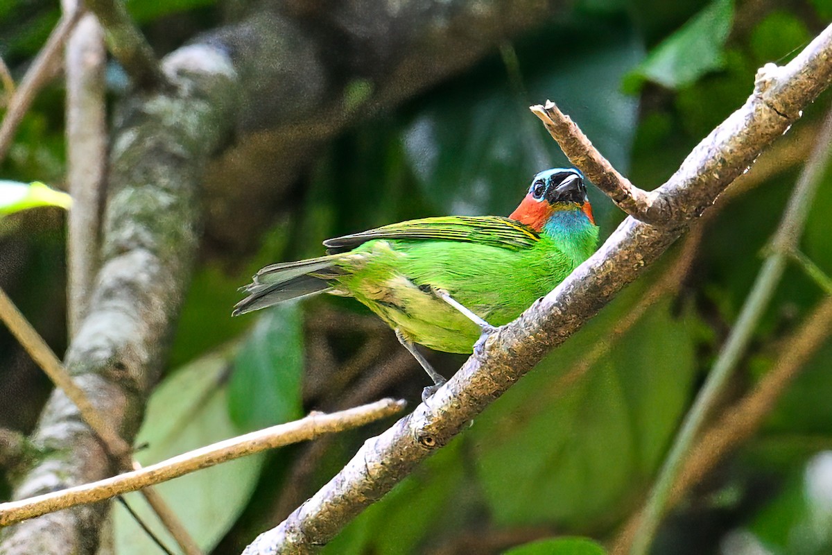 Red-necked Tanager - Tony Ducks