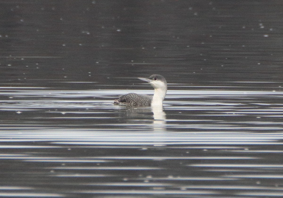 Red-throated Loon - ML612502174