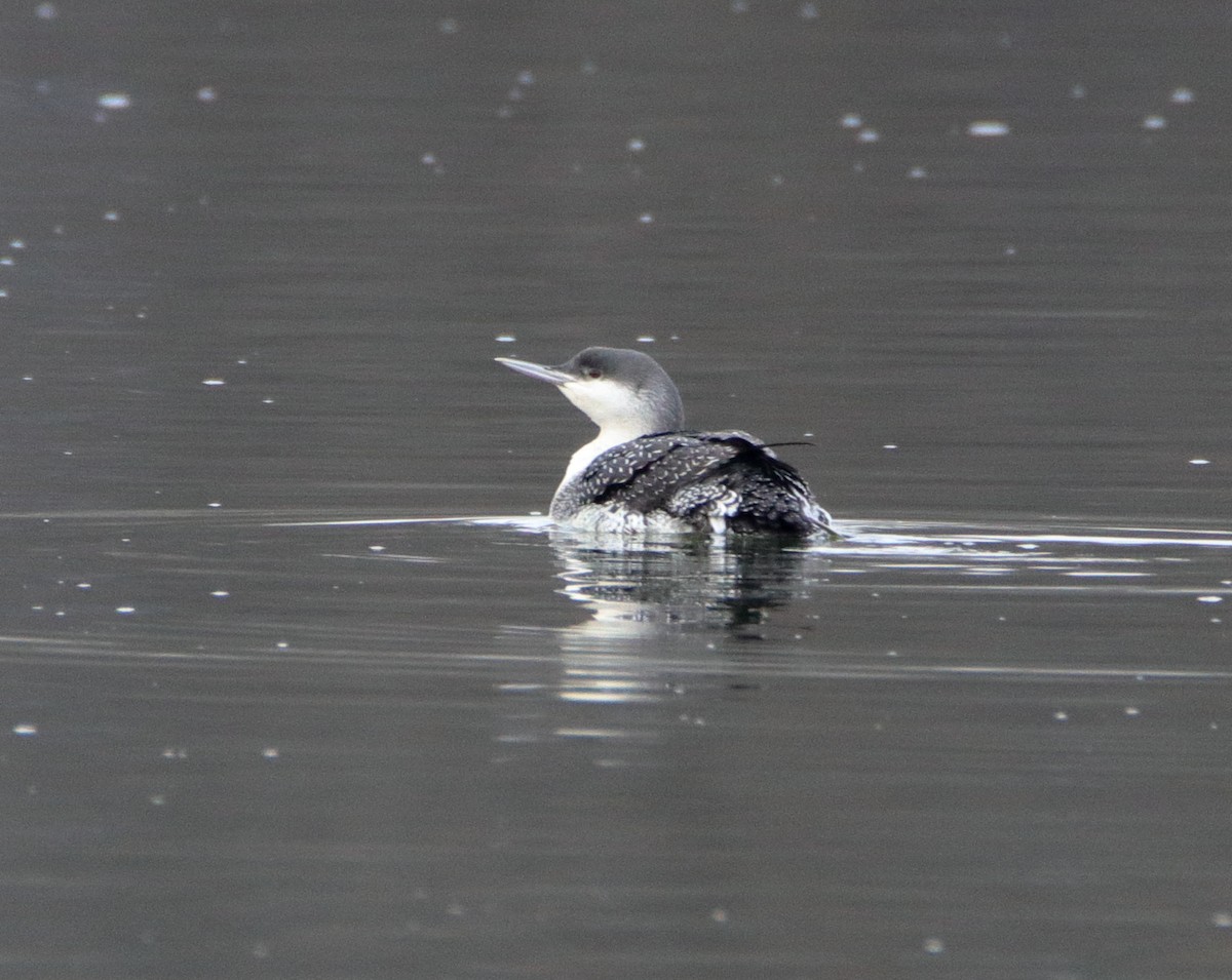 Red-throated Loon - ML612502175