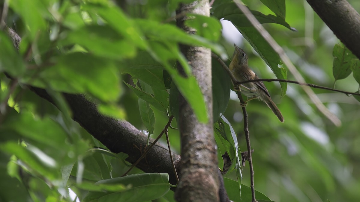 Gray-cheeked Tit-Babbler - ML612502187