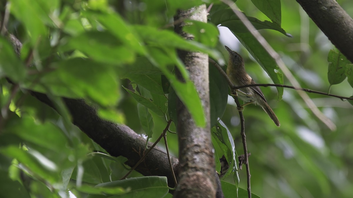 Gray-cheeked Tit-Babbler - ML612502189