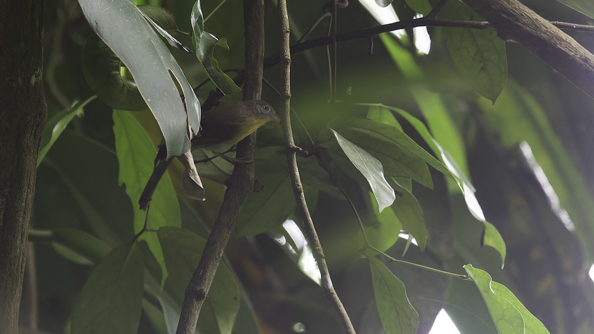 Gray-cheeked Tit-Babbler - ML612502190