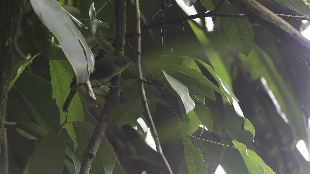 Gray-cheeked Tit-Babbler - Robert Tizard