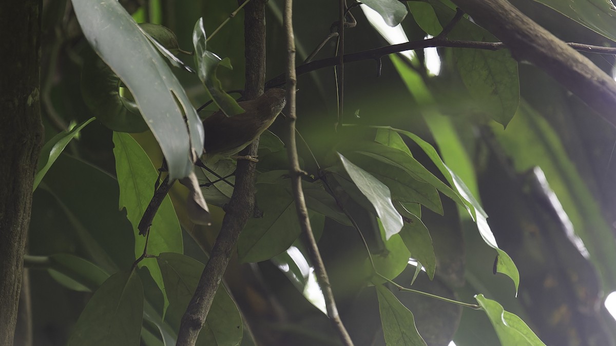 Gray-cheeked Tit-Babbler - Robert Tizard