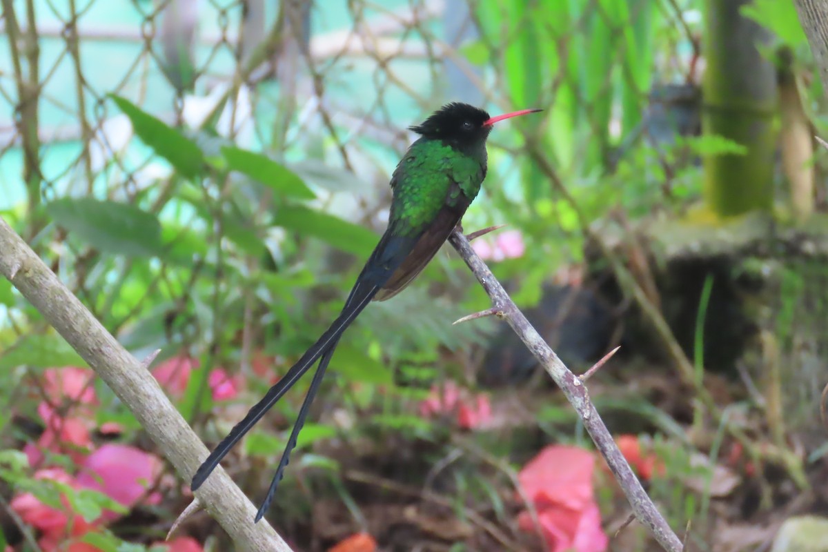 Red-billed Streamertail - ML612502205