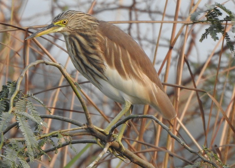 Indian Pond-Heron - Andy Frank