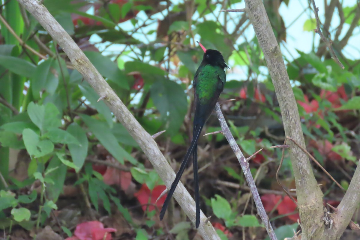Red-billed Streamertail - ML612502251