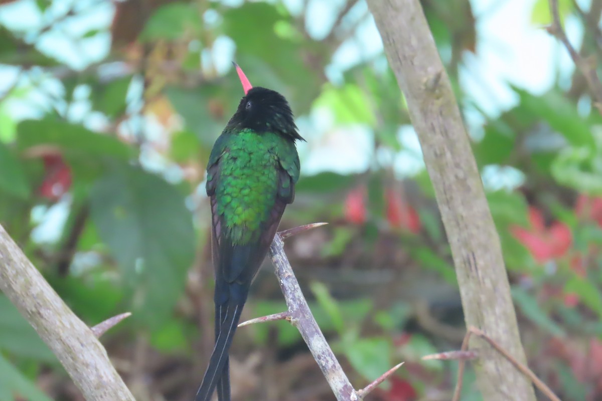 Red-billed Streamertail - ML612502258