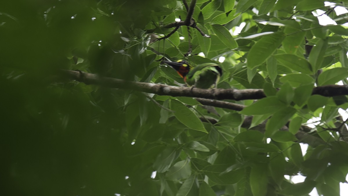 Black-banded Barbet - ML612502283