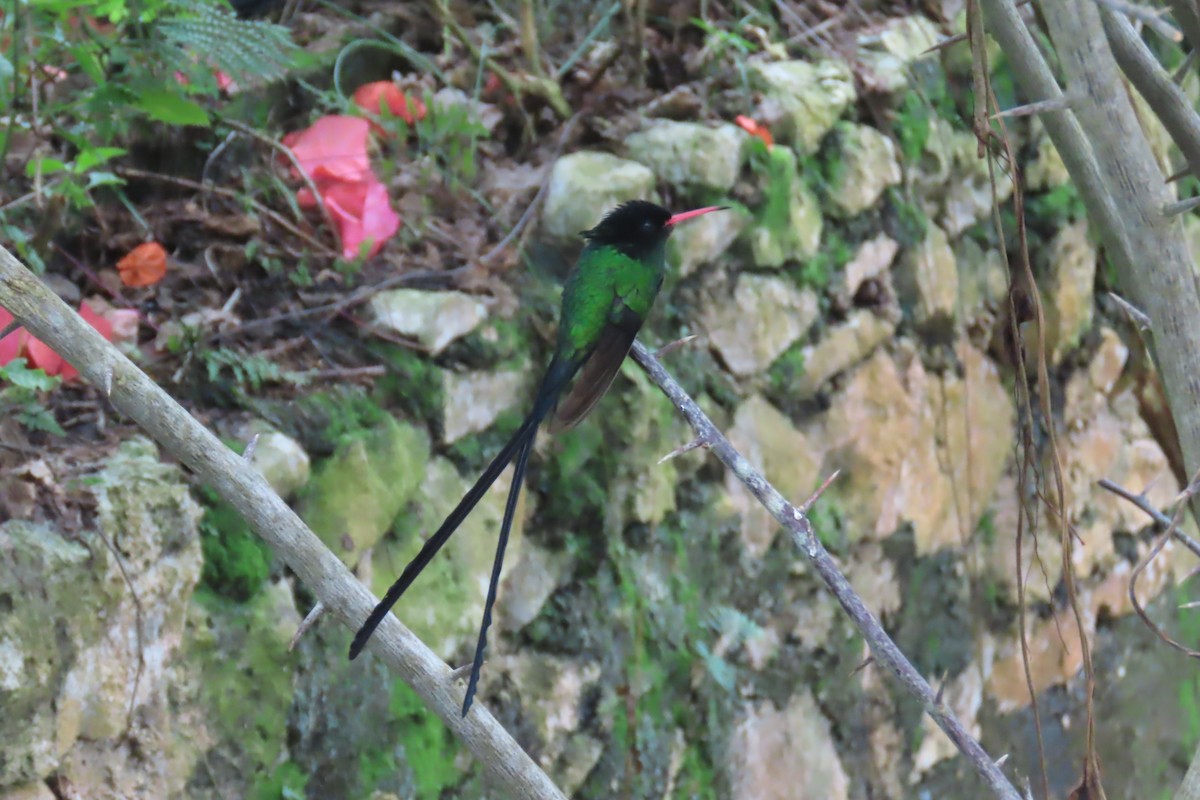 Red-billed Streamertail - ML612502291