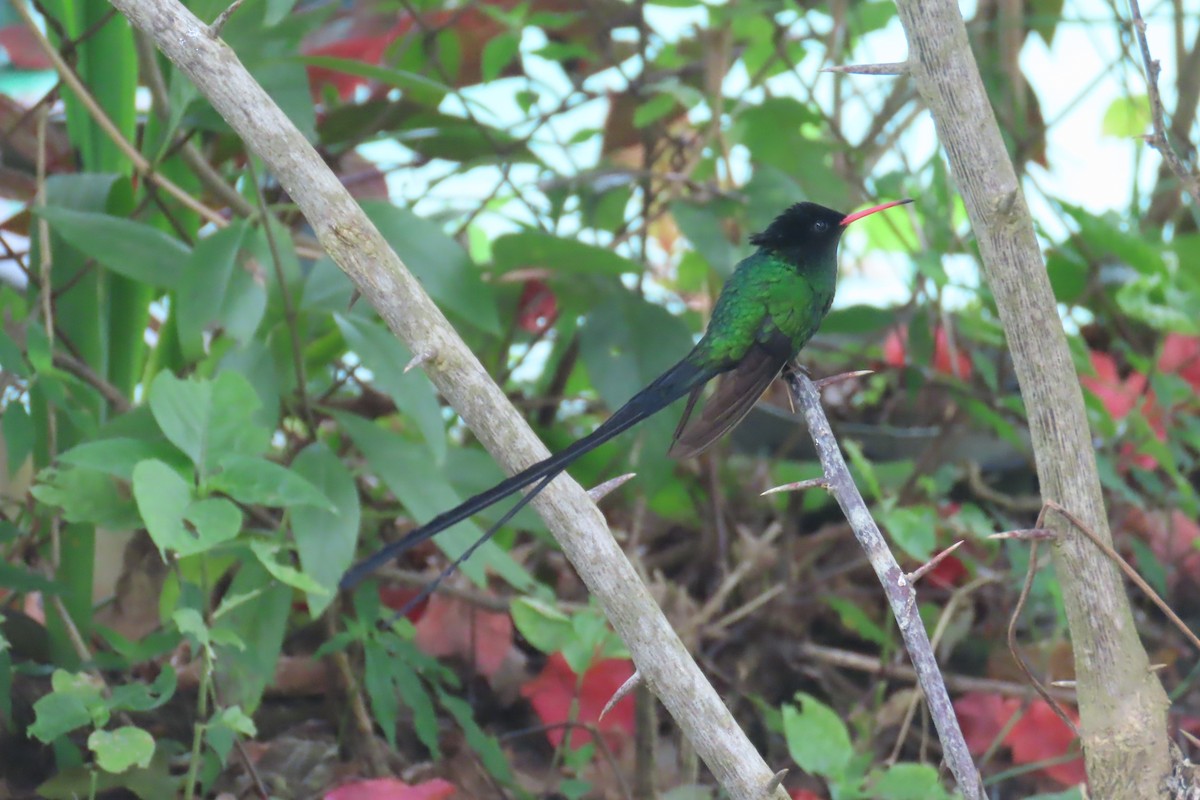 Red-billed Streamertail - ML612502303