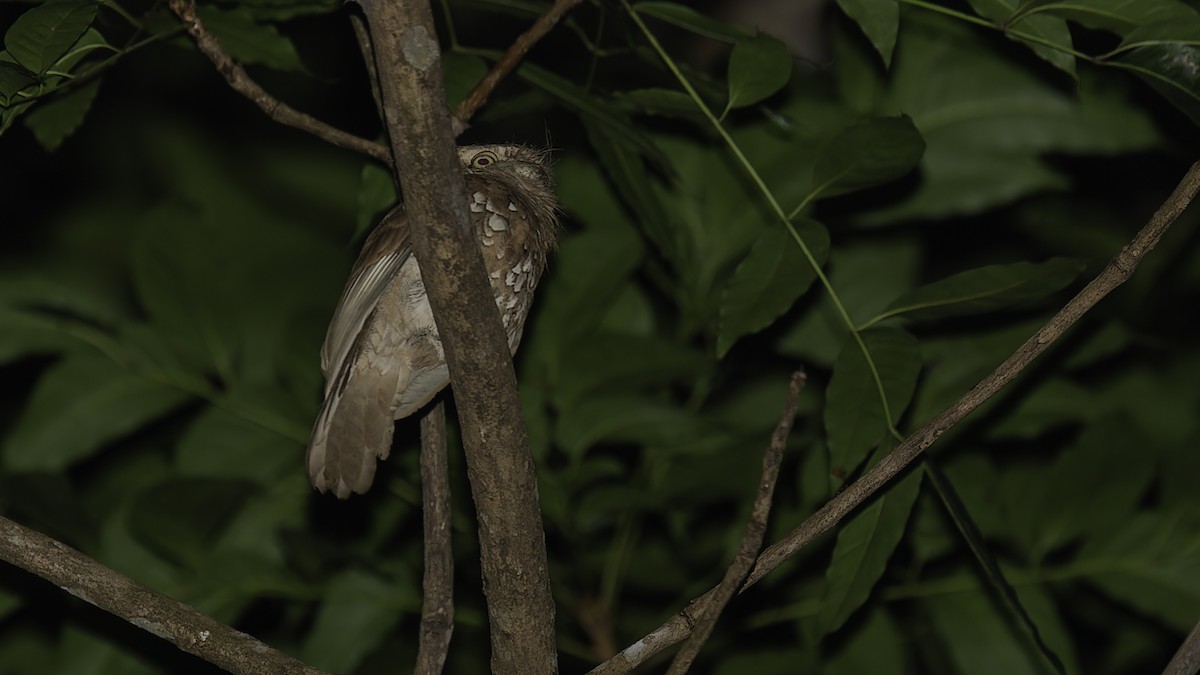 Javan Frogmouth - ML612502374