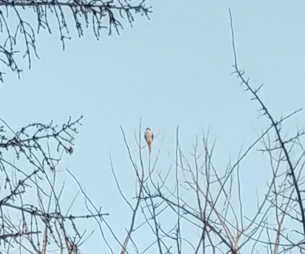 large falcon sp. - ML612502389