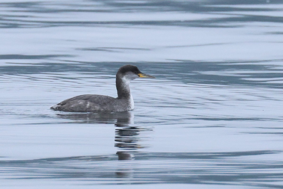 Red-necked Grebe - ML612502391