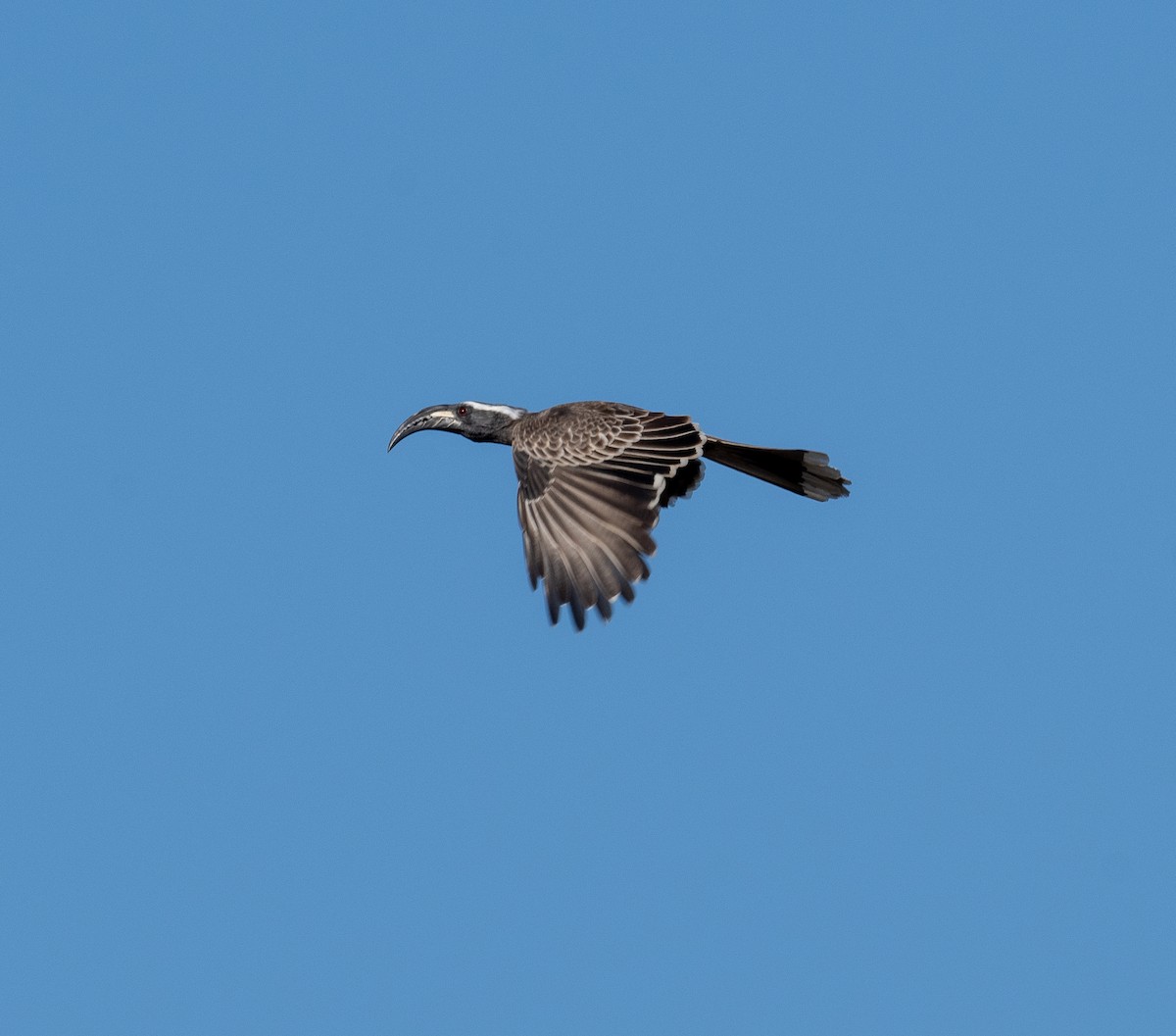 African Gray Hornbill - ML612502433