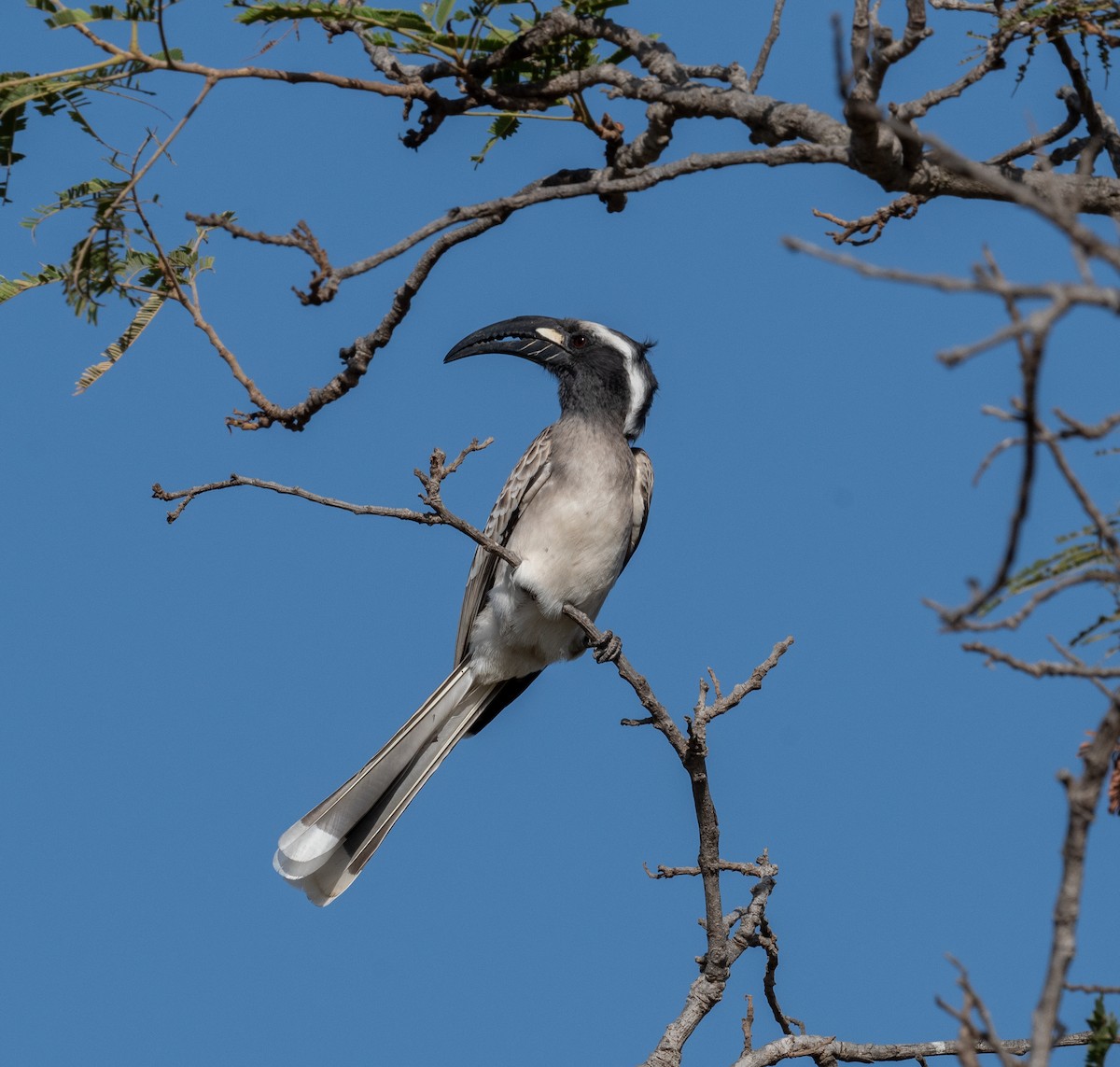 African Gray Hornbill - ML612502434