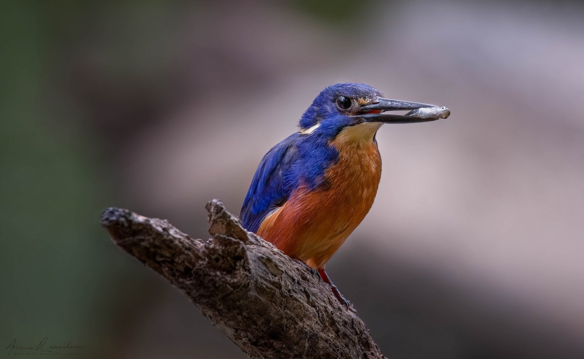 Azure Kingfisher - ML612502456