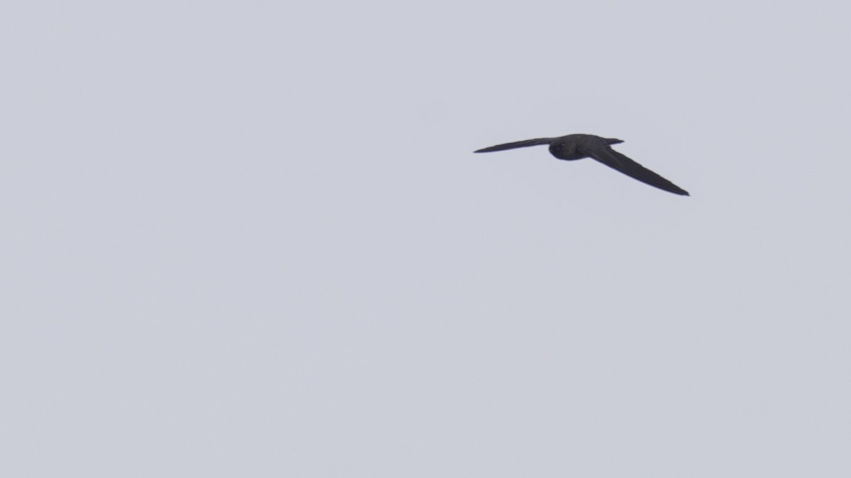 Black-nest Swiftlet - Robert Tizard