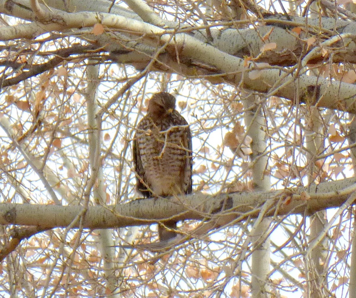 Red-shouldered Hawk - ML612502537