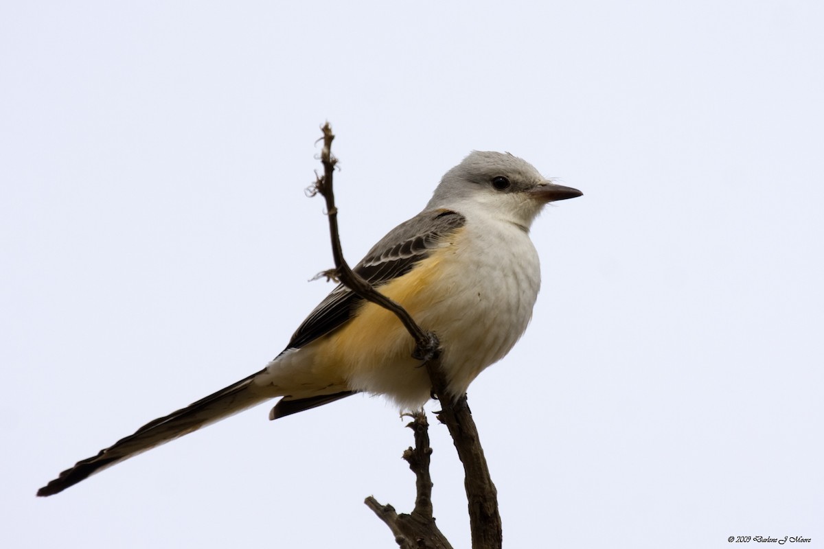 Scissor-tailed Flycatcher - Darlene J McNeil