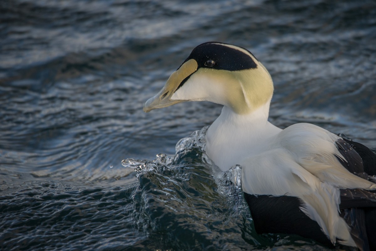 Common Eider - Jesse LeBlanc