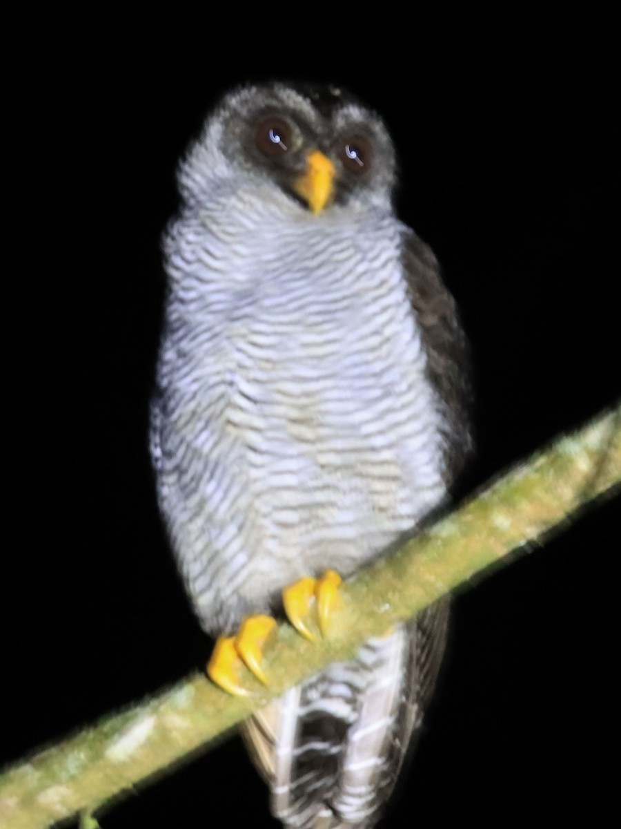 Black-banded Owl - ML612502751