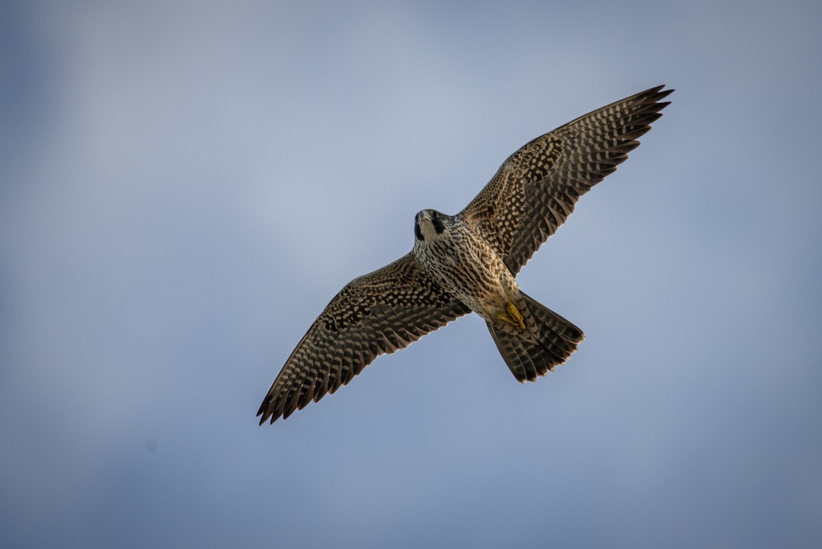 Peregrine Falcon - Jesse LeBlanc