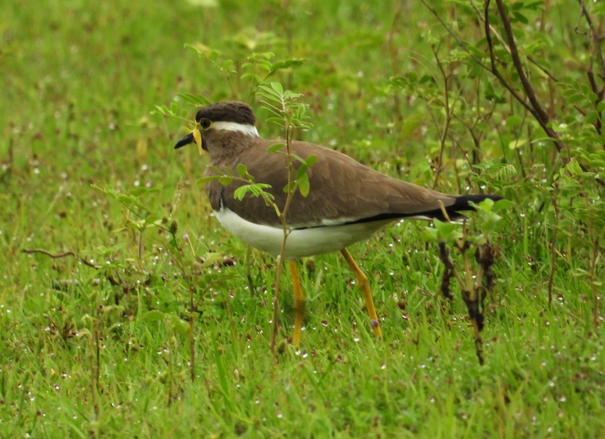 Yellow-wattled Lapwing - ML612502834