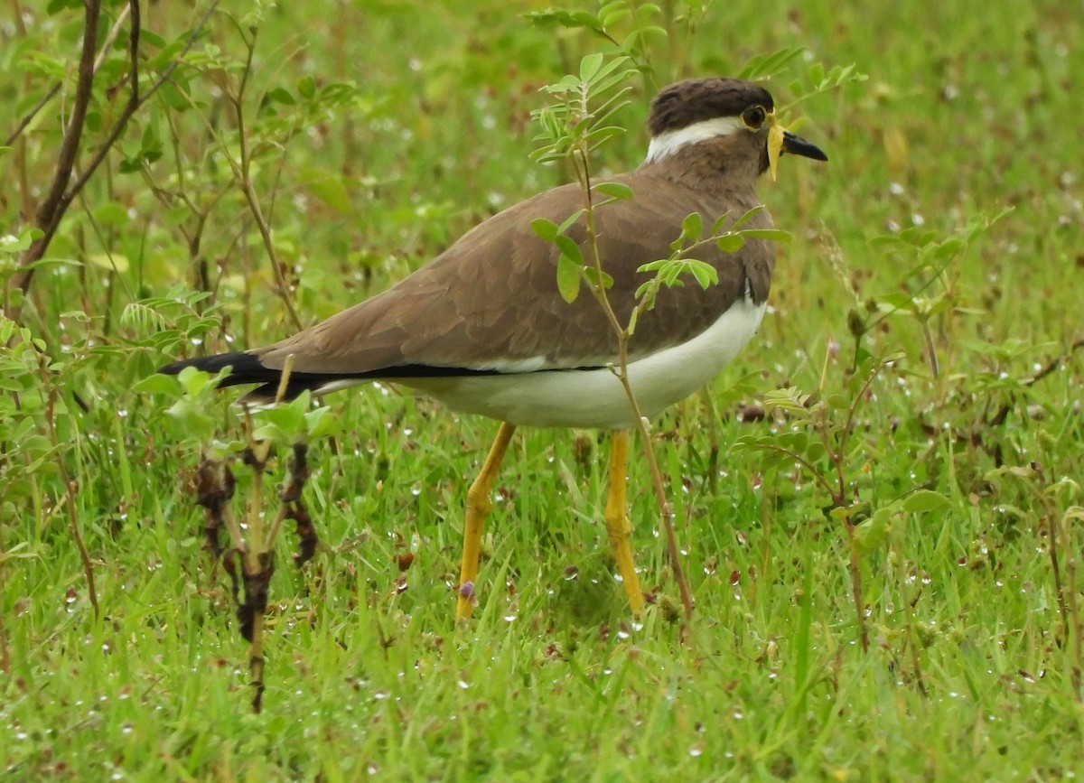 Yellow-wattled Lapwing - ML612502846