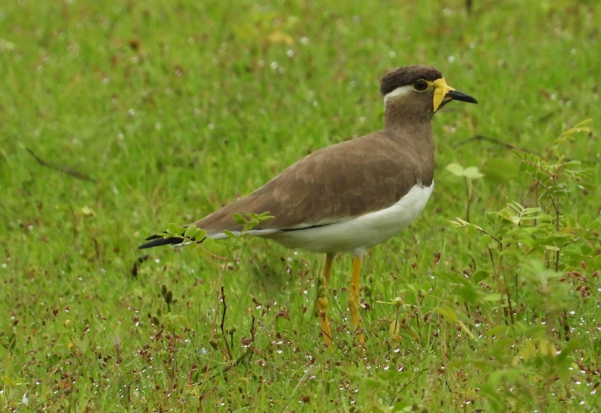 Yellow-wattled Lapwing - ML612502848