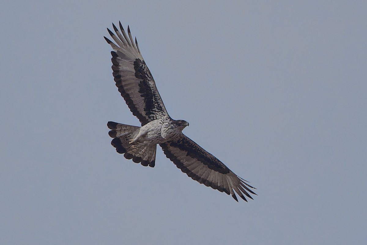 African Hawk-Eagle - ML612502908