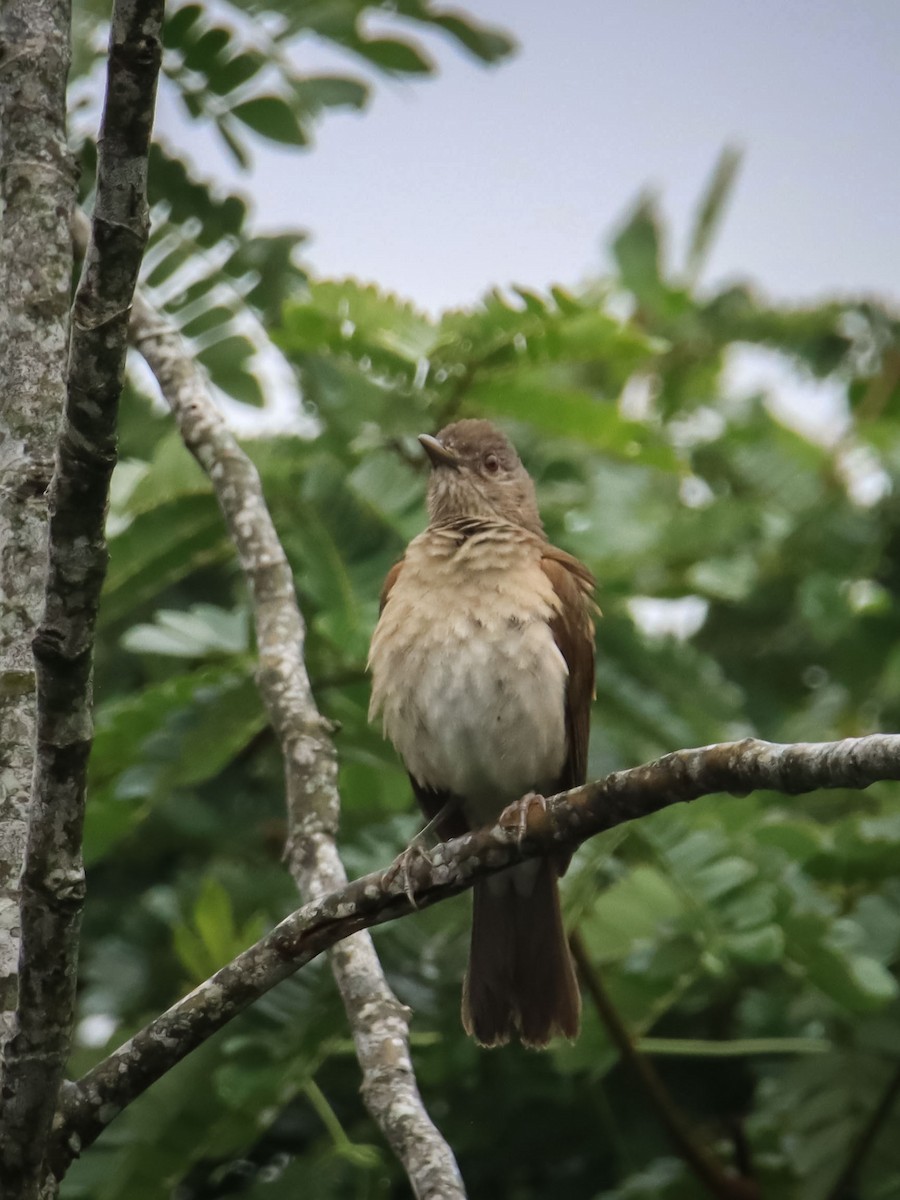 Pale-breasted Thrush - ML612503002