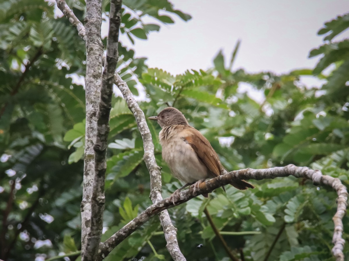 Pale-breasted Thrush - ML612503003