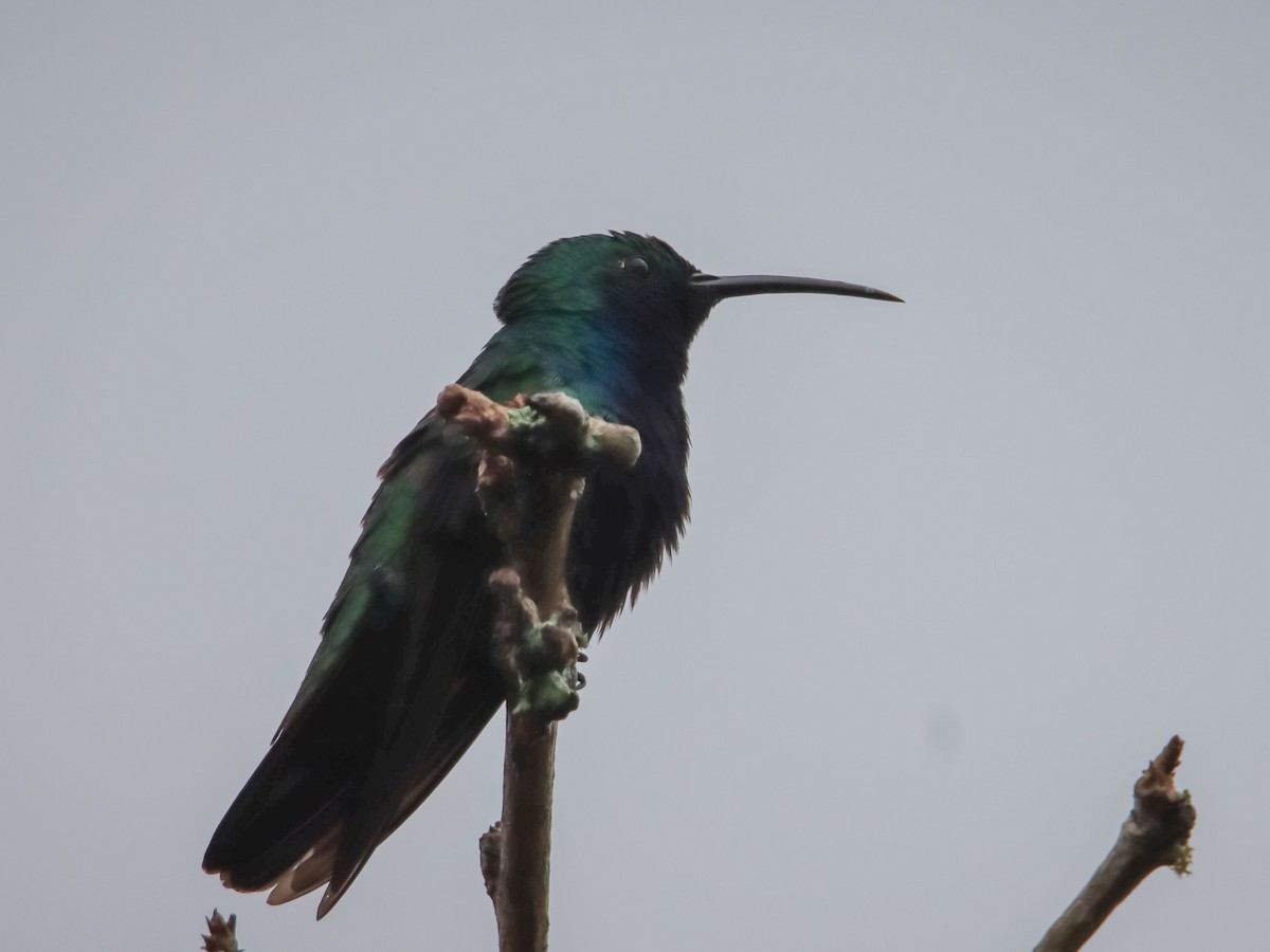 Black-throated Mango - ML612503012